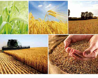 綠豆什么時候種植比較好呢？